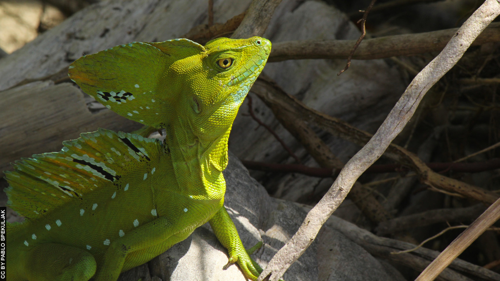 Blog Ativa | Fauna do Parque Nacional Cahuita