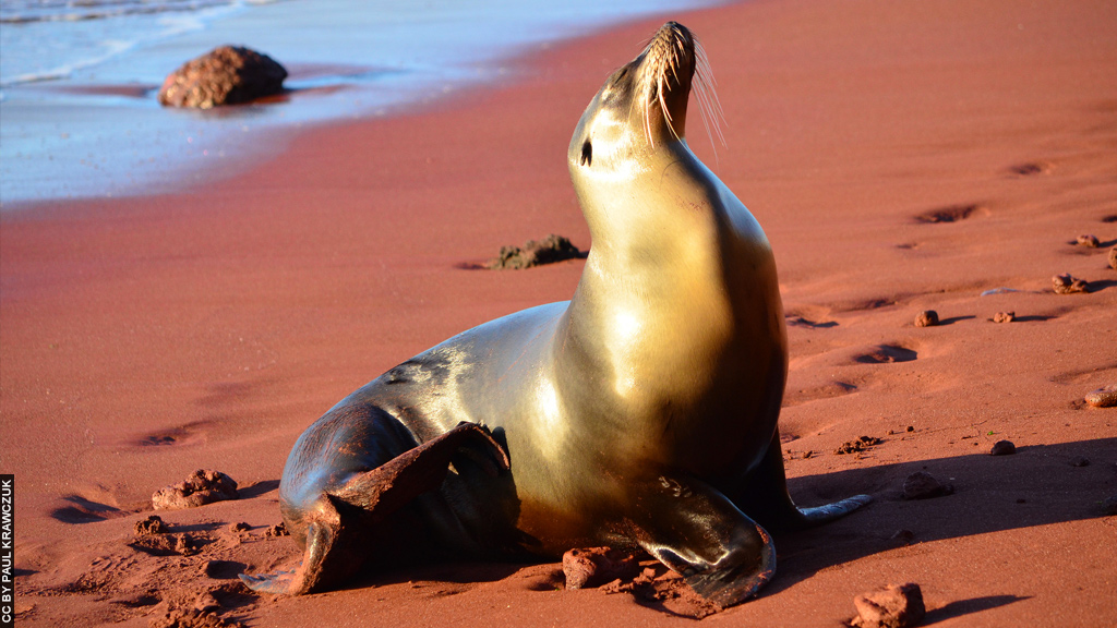 Blog Ativa_Ilhas_Galapagos_Leão_Marinho